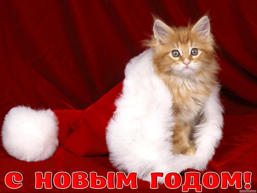 Открытка с Новым годом, животные, рыжий котенок в новогодней шапке Деда Мороза-Санта Клауса