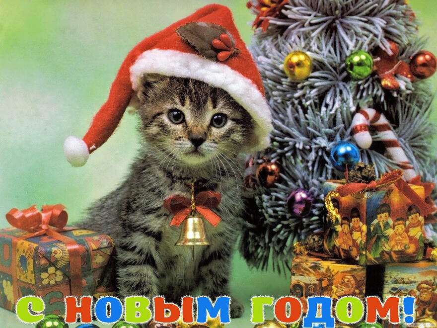 Открытка с Новым годом, животные, котенок в шапке Деда Мороза-Санта Клауса у новогодней елки