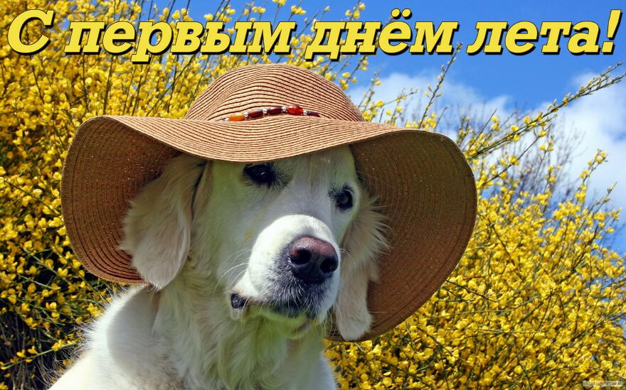 Открытка с первым днем лета прикольная, собака в шляпе