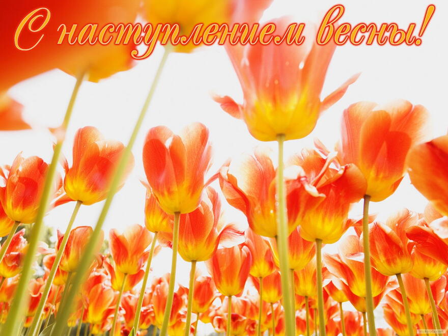 Открытка с наступлением весны, тюльпаны