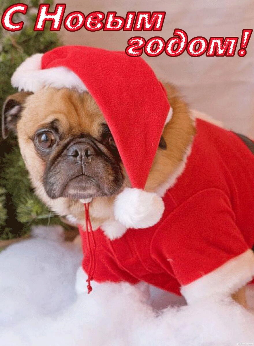 Открытка с Новым годом, животные, собака в новогоднем костюме Деда Мороза-Санта Клауса