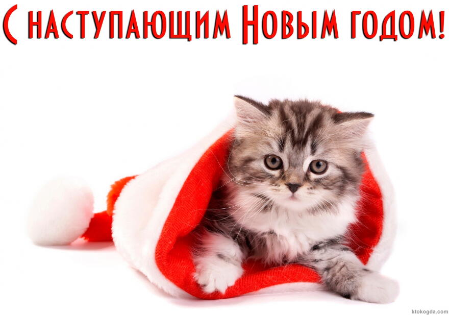 Открытка с Новым годом, животные, котенок в шапке Деда Мороза-Санта Клауса