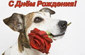 Открытка с Днем Рождения, собака и красная роза