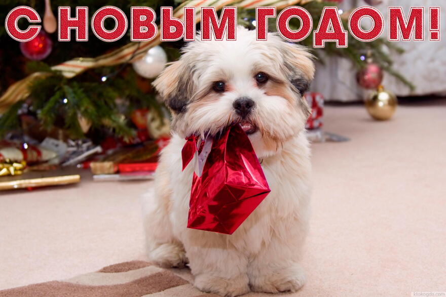 Открытка с Новым годом, животные, собака у елки с подарком