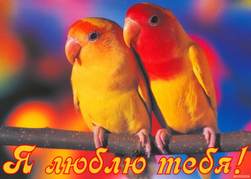 Открытка я люблю тебя, пара попугаев