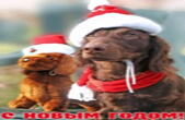 Открытка с Новым годом собаки, животные, собака-такса в шапке деда Мороза/Санты Клауса