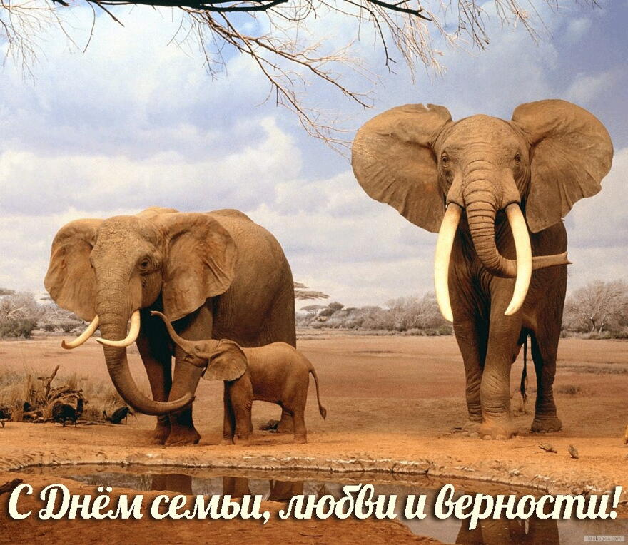 Открытка с Днем семьи, любви и верности, семья слонов