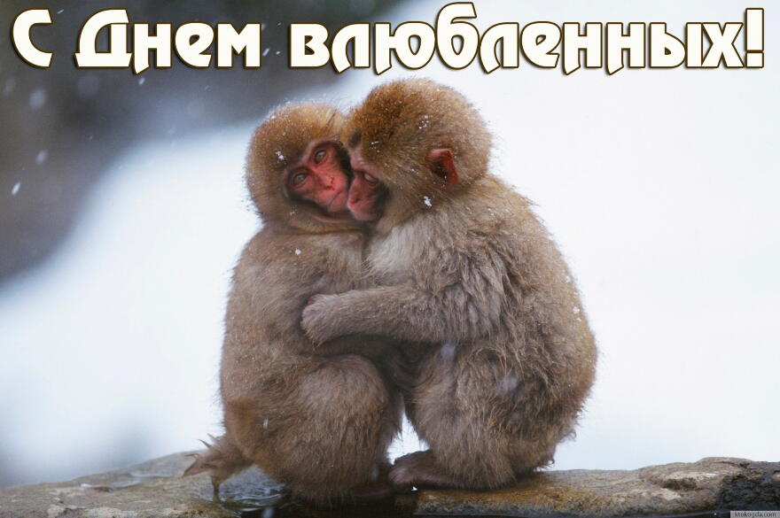 Открытка с Днем влюбленных, обезьянки