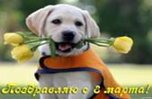 Открытка поздравляю с 8 марта, тюльпаны и собака