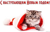 Открытка с Новым годом, животные, котенок в шапке Деда Мороза-Санта Клауса