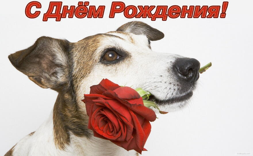 Открытка с Днем Рождения, собака и красная роза