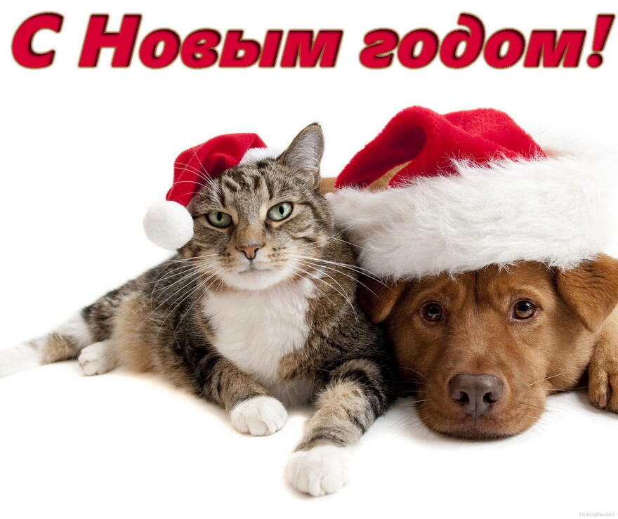 Открытка с Новым годом, животные, кот и собака в новогодних шапках Деда Мороза/Санта Клауса