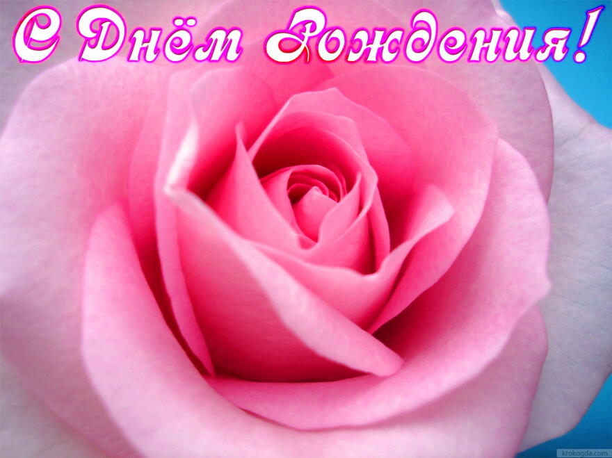 Открытка с Днем Рождения, цветы, розовая роза