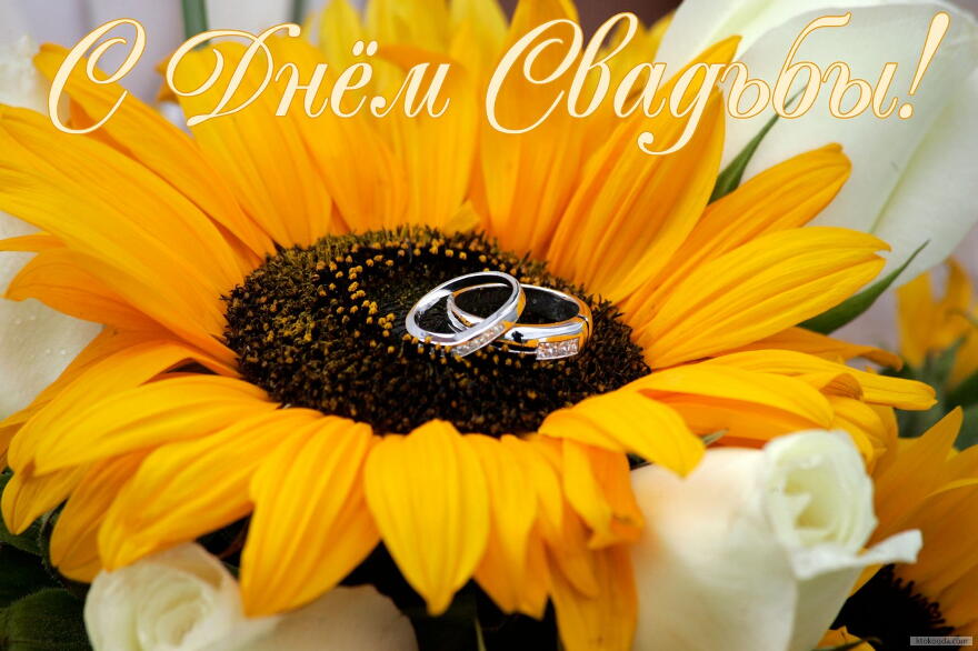 Открытка с Днем свадьбы, обручальные кольца на цветке