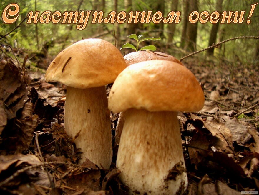 Открытка с наступлением осени, грибы