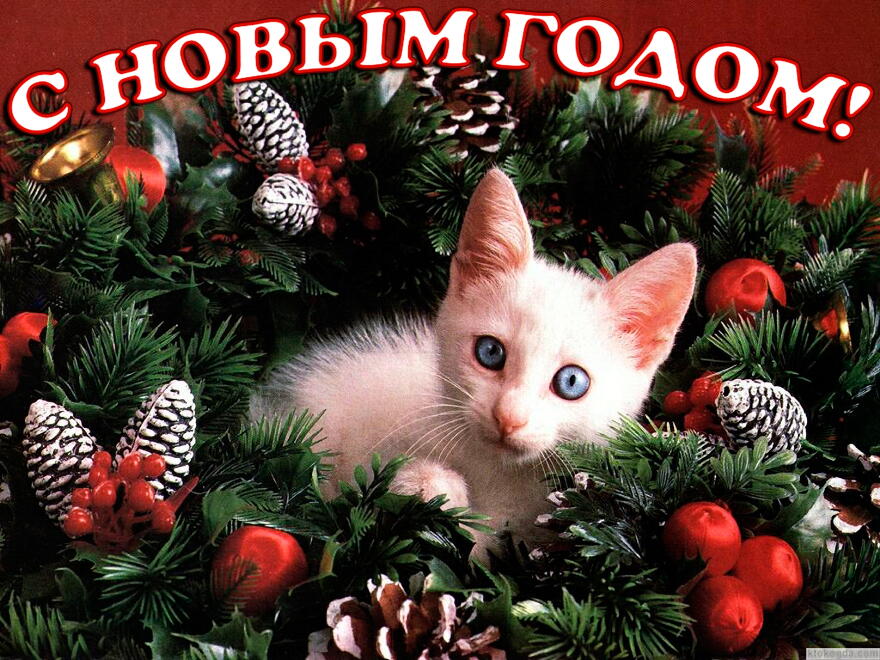 Открытка с Новым годом, животные, котенок и елка