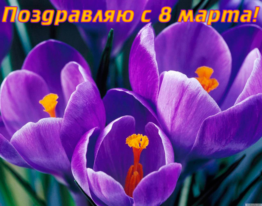 Открытка поздравляю с 8 марта, цветы