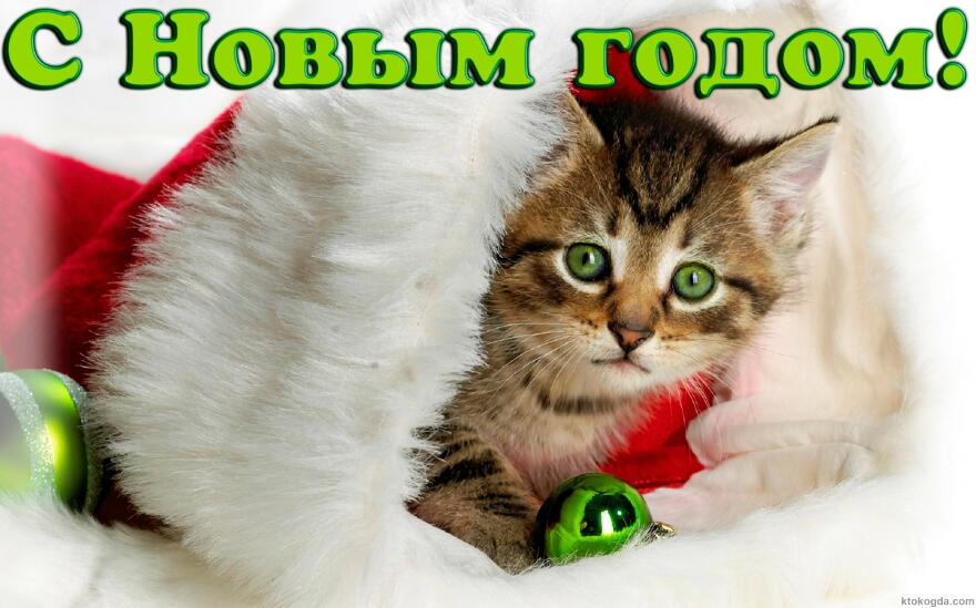 Открытка с Новым годом, животные, котенок в шапке Деда Мороза-Санта Клауса и елочные игрушки
