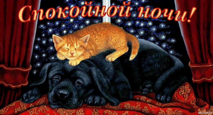 Открытка спокойной ночи, животные, собака и кот