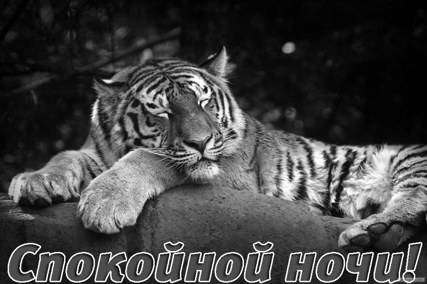 Открытка спокойной ночи, спящий тигр
