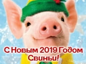С Новым 2019 Годом Свиньи
