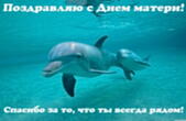 Открытка с Днем матери, дельфины