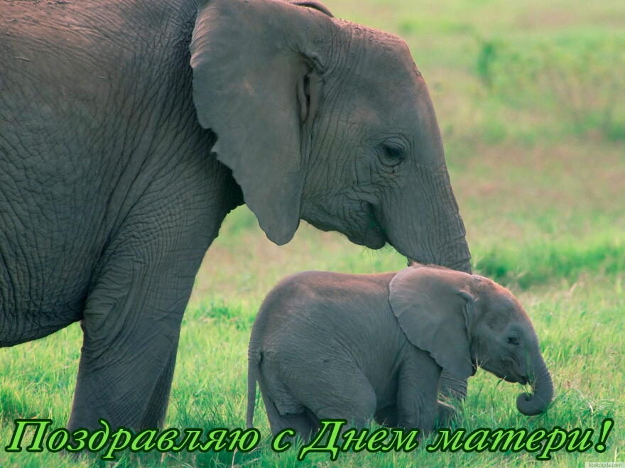 Открытка поздравляю с днем матери, слоны