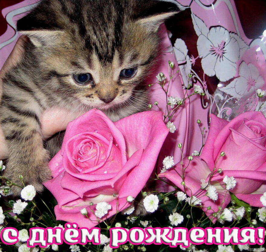 Открытка с Днем Рождения, котенок и цветы, розовая роза