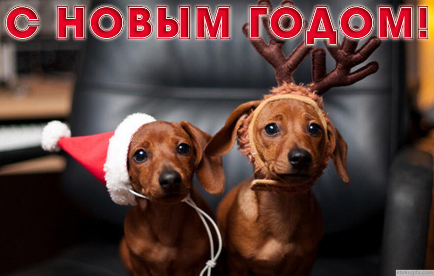 Открытка с Новым годом, животные, щенки таксы в новогодних шапках Деда Мороза-Санта Клауса