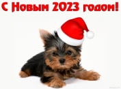 Открытка с Новым 2023 годом, животные, щенок йоркширского терьера в шапке Деда Мороза