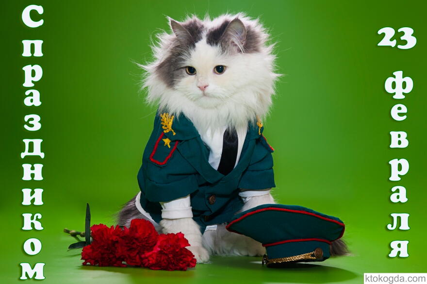 С праздником 23 февраля, кот-военный