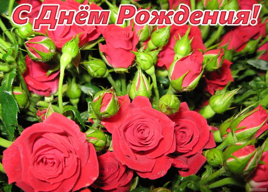 Открытка с Днем Рождения женщине, цветы, красные розы