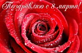 Открытка поздравляю с 8 марта, роза