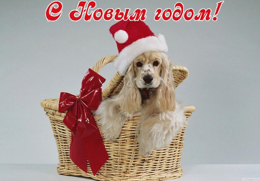 Открытка с Новым годом, животные, собака в новогодней шапке Деда Мороза/Санта Клауса