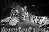 Открытка спокойной ночи, спящий тигр