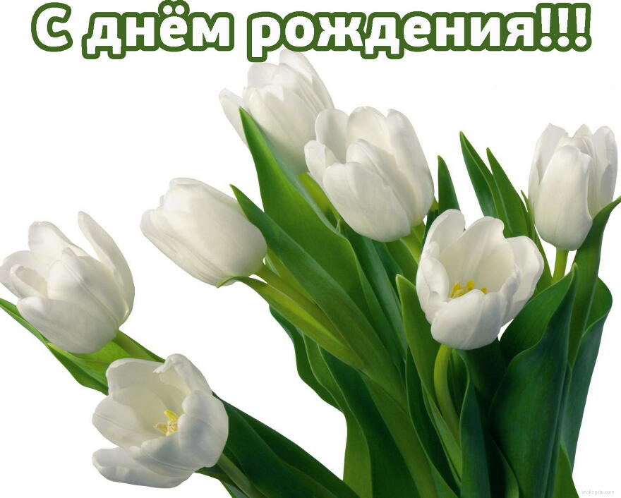 Открытка с Днем Рождения женщине, цветы, белые тюльпаны