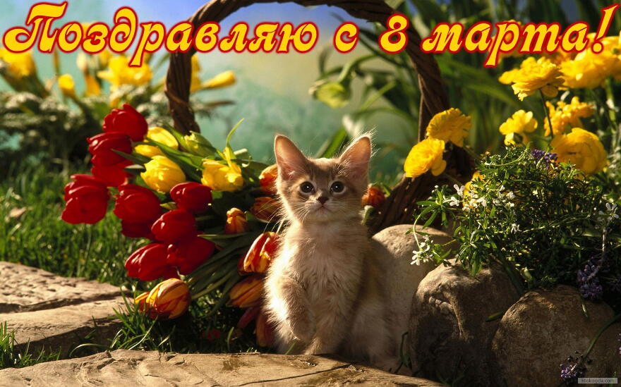Открытка поздравляю с 8 марта, тюльпаны и котенок