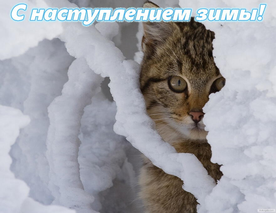 Открытка с наступлением зимы, животные, кот и снег