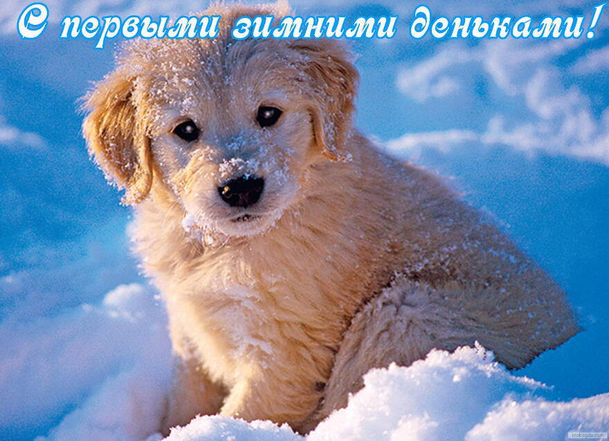 Открытка с первыми зимними деньками, животные, собака и снег