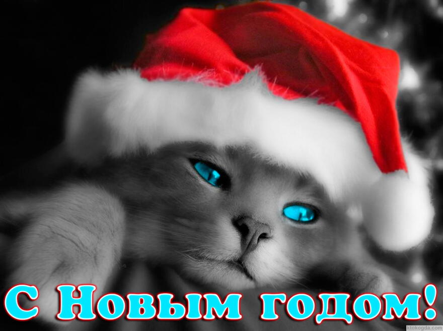 Открытка с Новым годом, животные, кот в новогодней шапке Деда Мороза-Санта Клауса