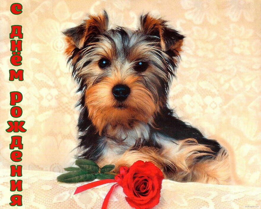 Открытка с Днем Рождения, животные, собака и красная роза