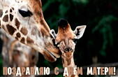 Открытка Поздравляю с Днем матери, жирафы