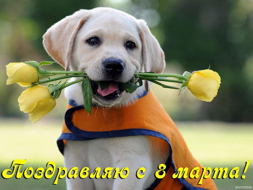 Открытка поздравляю с 8 марта, тюльпаны и собака