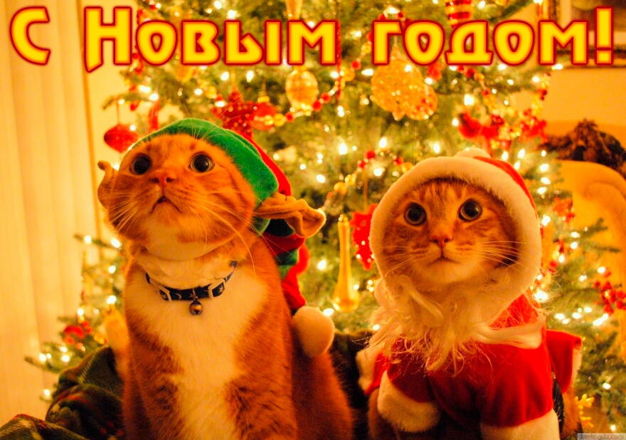 Открытка с Новым годом, животные, коты в новогодних шапках