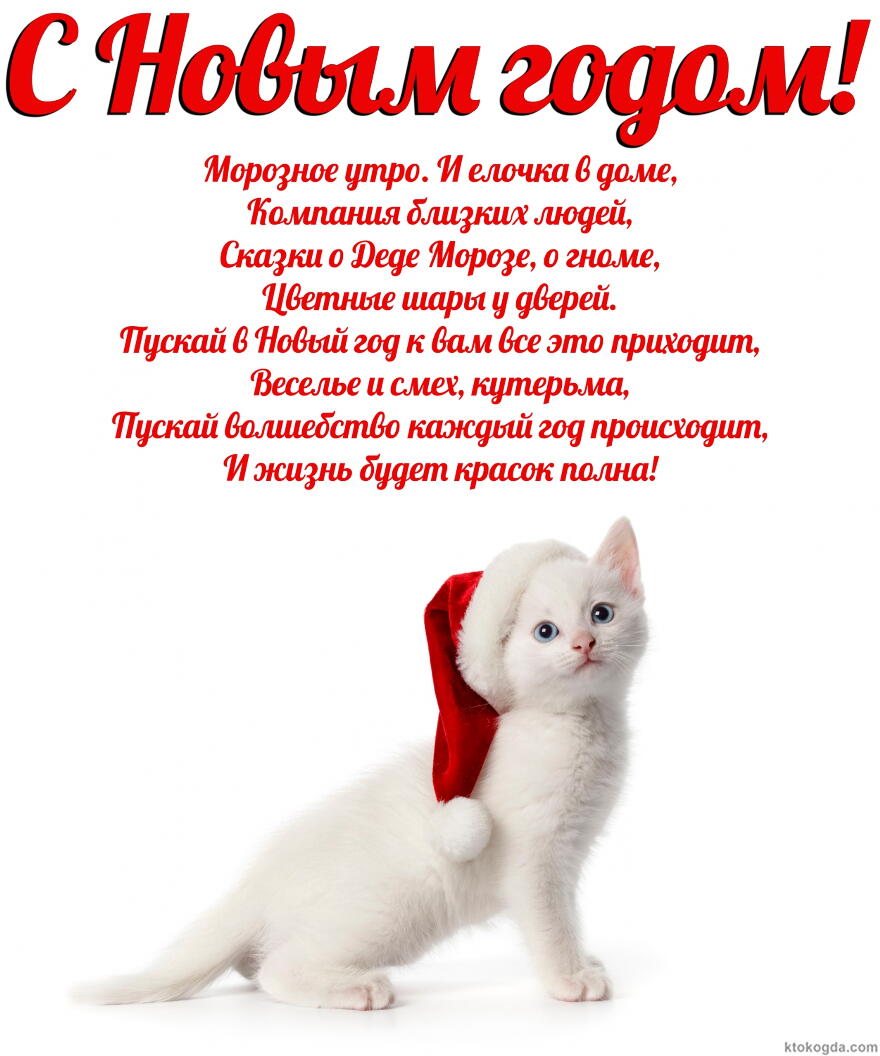 Открытка с Новым годом, животные, белый котенок в новогодней шапке Деда Мороза-Санта Клауса