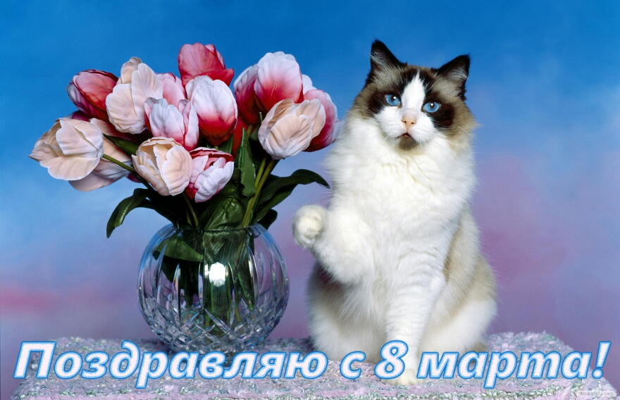 Открытка поздравляю с 8 марта, тюльпаны и кот