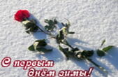 Открытка с первым днем зимы, цветок, роза на снегу
