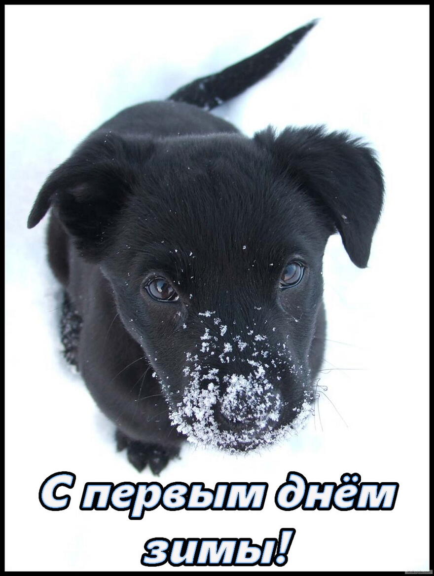 Открытка с первым днем зимы, животные, щенок и снег