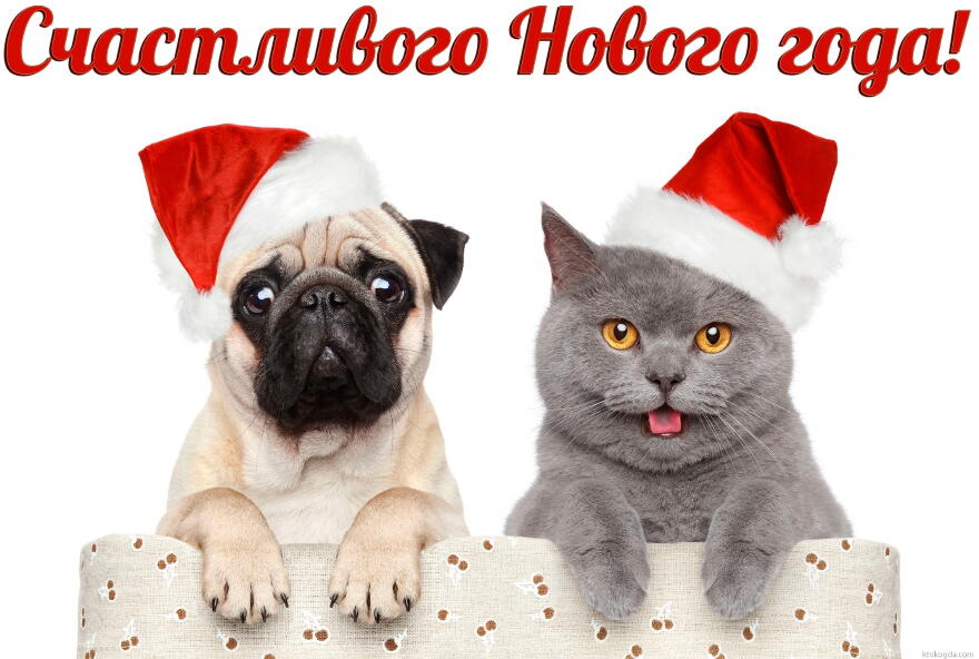 Открытка счастливого Нового года, кот и собака