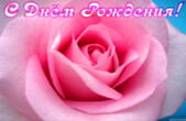Открытка с Днем Рождения, цветы, розовая роза